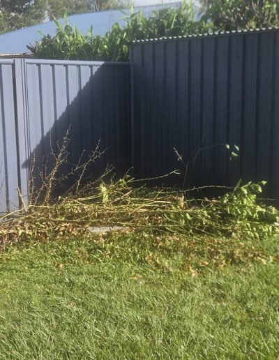 Small shrub fallen next to garden fence.