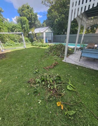 Leaves and tree fronds sitting in back yard on grass.