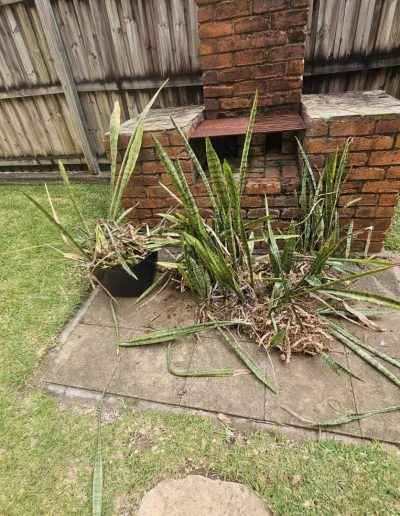 Pot plants and fronds infront of fire place